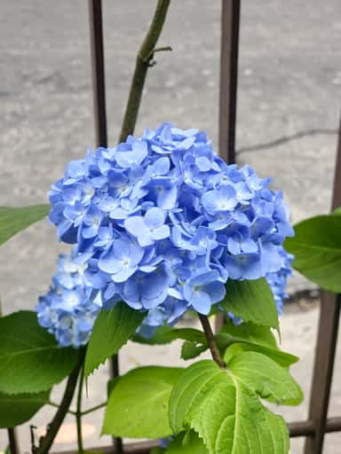 Blue Hydrangea