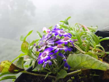 Cineraria in the Mist