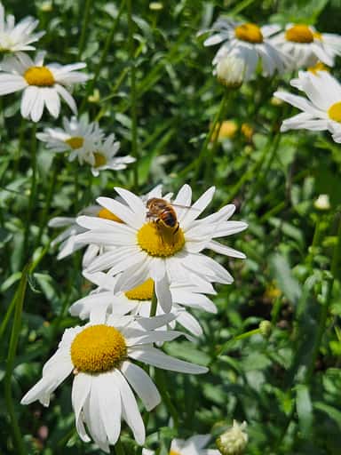 The Pollinator