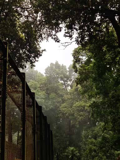 Canopy & Iron