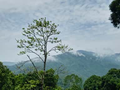 Above the Treeline