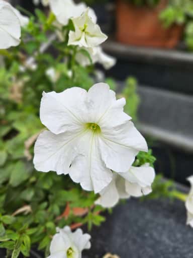 Quiet White