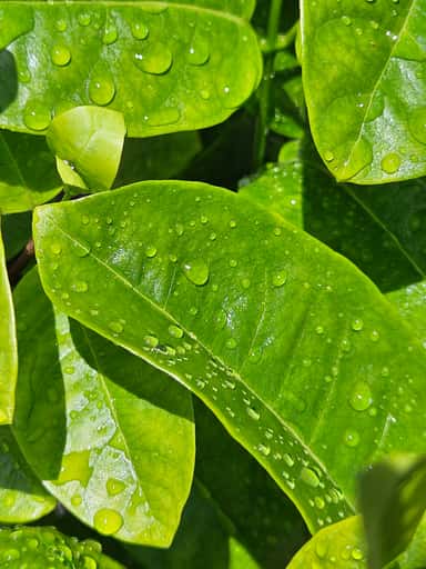 After the Rain