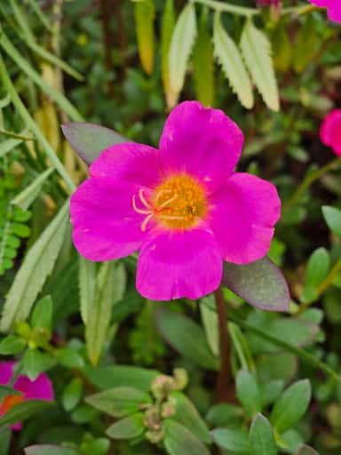 Midday Bloom