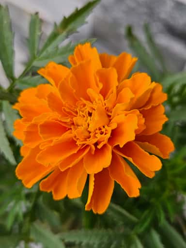 Golden Bloom