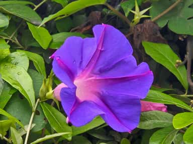 Morning Glory