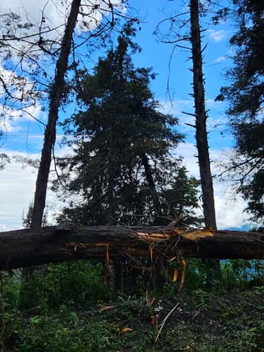 Cathedral Pines